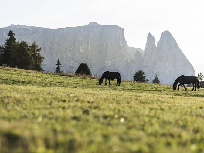 Reiten mit Kindern in Südtirol Reiten mit Kindern in Südtirol