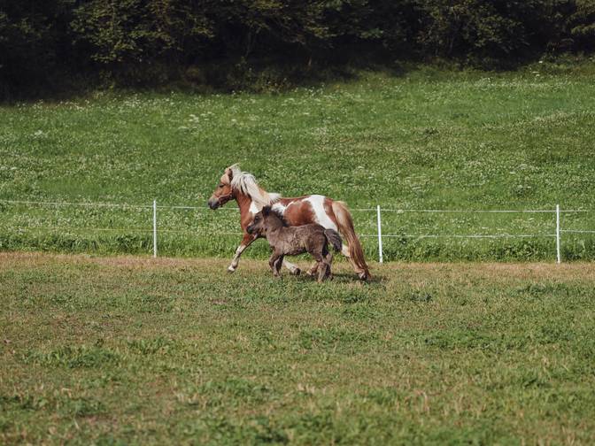 Reiten mit Kindern in Südtirol Reiten mit Kindern in Südtirol