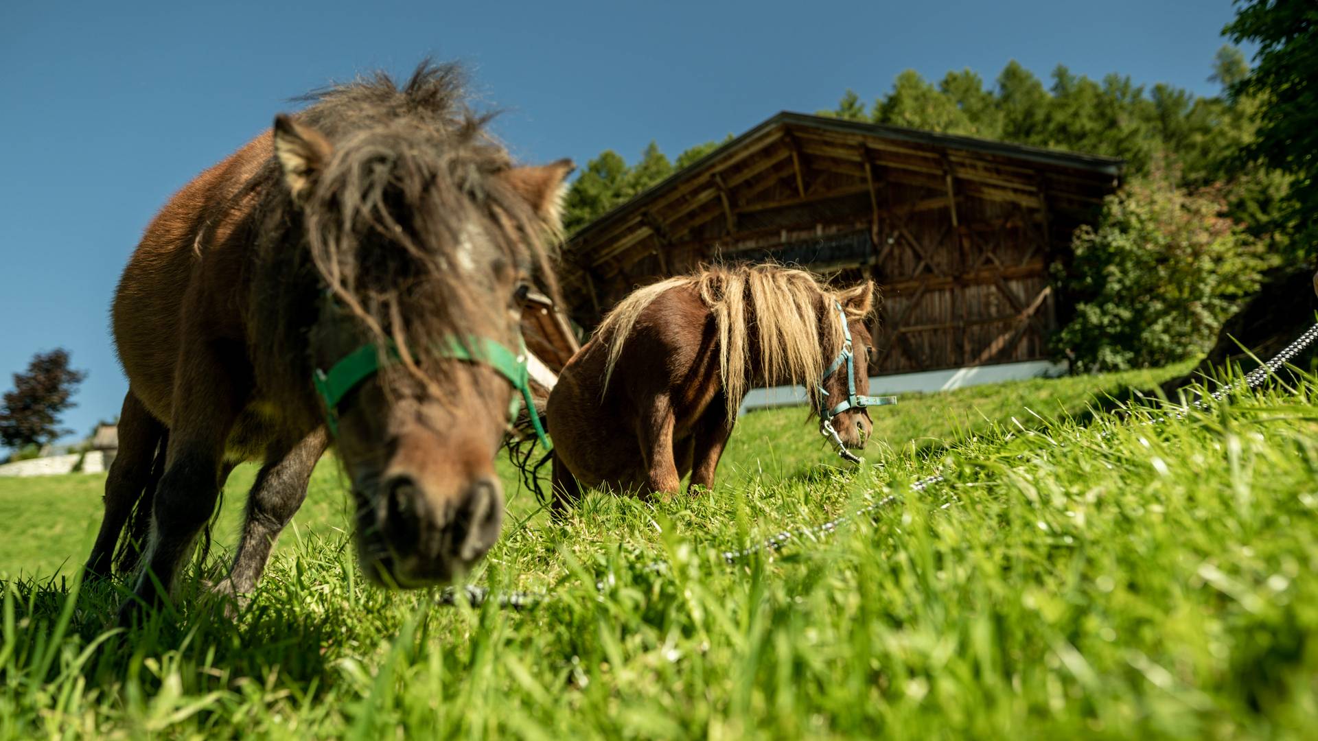 Familienalm & Almchalets Taser Alm**** Familienalm & Almchalets Taser Alm****
