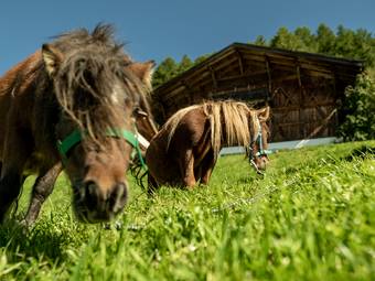 Familienalm & Almchalets Taser Alm**** Familienalm & Almchalets Taser Alm****