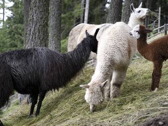 Familienalm & Almchalets Taser Alm**** Familienalm & Almchalets Taser Alm****