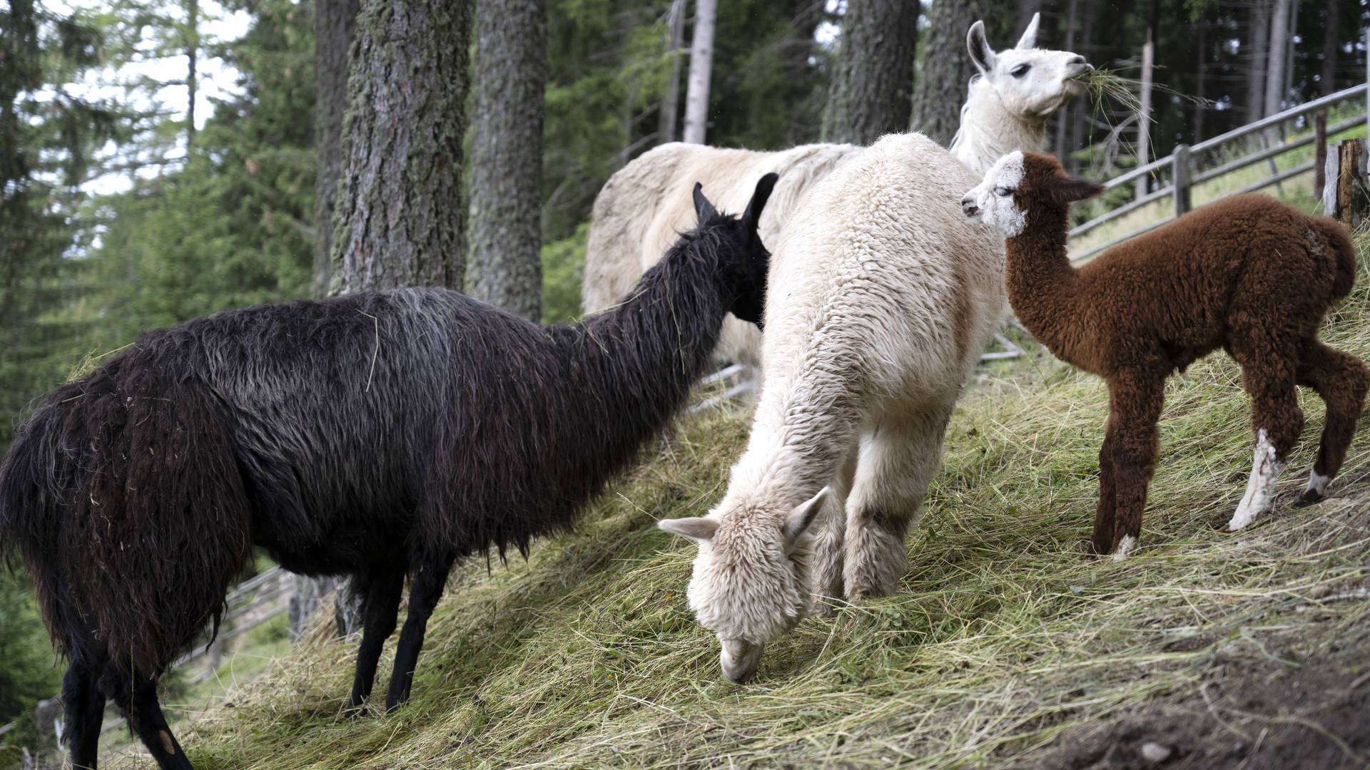 Familienalm & Almchalets Taser Alm**** Familienalm & Almchalets Taser Alm****