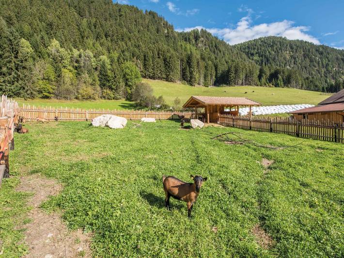 Die besten Wildtiergehege in Südtirol Die besten Wildtiergehege in Südtirol