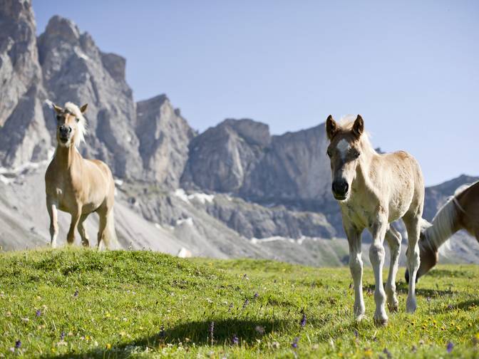 Reiten mit Kindern in Südtirol Reiten mit Kindern in Südtirol