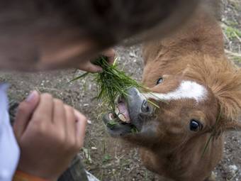 Familienalm & Almchalets Taser Alm**** Familienalm & Almchalets Taser Alm****