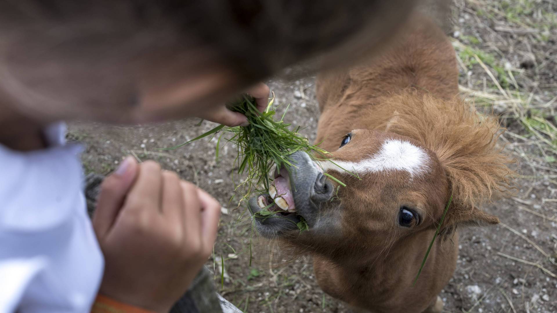Familienalm & Almchalets Taser Alm**** Familienalm & Almchalets Taser Alm****