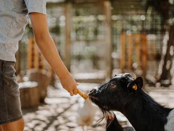 Familienresidence & Suiten Das Grafenstein ****ˢ Familienresidence & Suiten Das Grafenstein ****ˢ