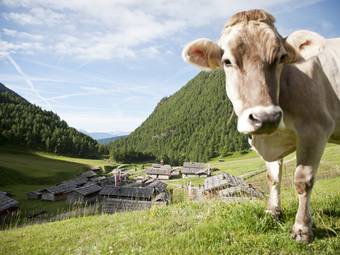 Familienhotel Huber ****ˢ Familienhotel Huber ****ˢ