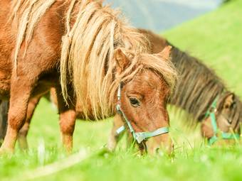 Familienalm & Almchalets Taser Alm**** Familienalm & Almchalets Taser Alm****