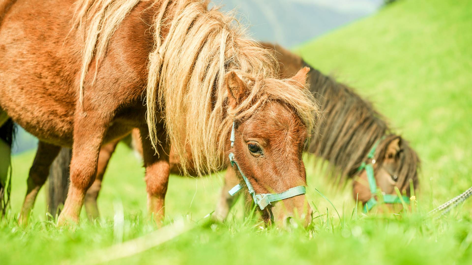 Familienalm & Almchalets Taser Alm**** Familienalm & Almchalets Taser Alm****