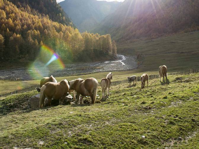 Reiten mit Kindern in Südtirol Reiten mit Kindern in Südtirol