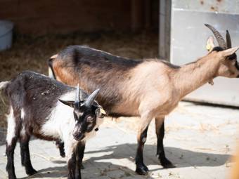 linara mountain family stay *** linara mountain family stay ***