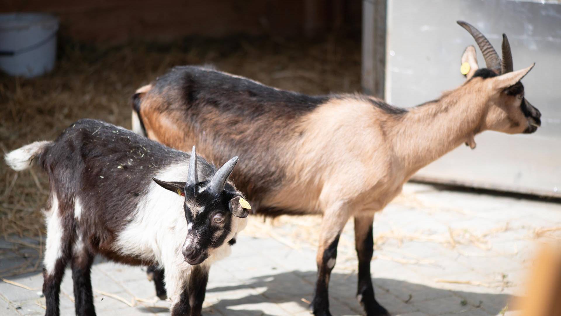 linara mountain family stay *** linara mountain family stay ***