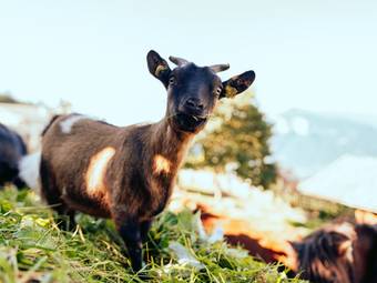 Familienalm & Almchalets Taser Alm**** Familienalm & Almchalets Taser Alm****