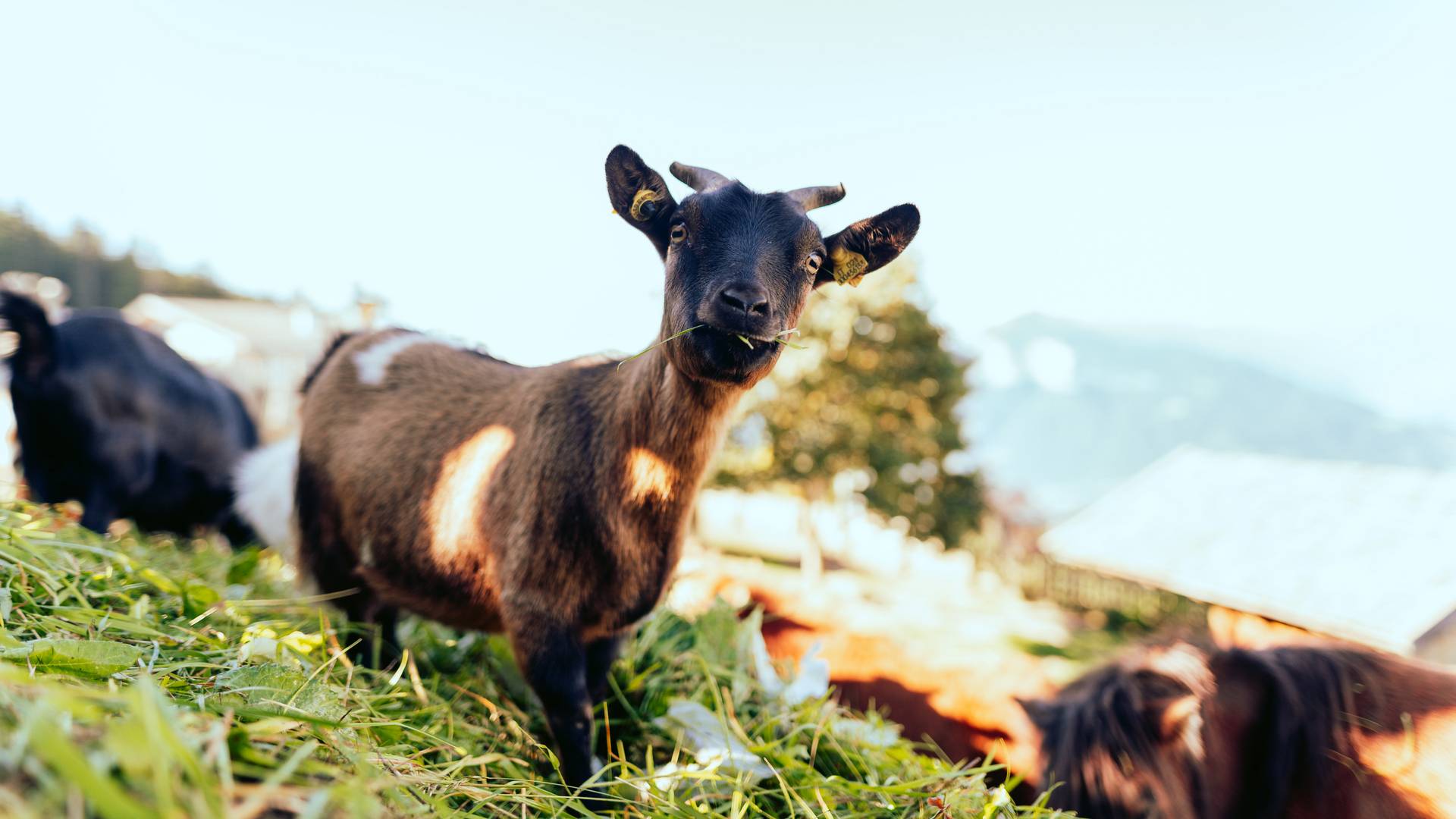 Familienalm & Almchalets Taser Alm**** Familienalm & Almchalets Taser Alm****