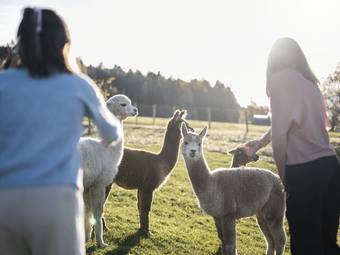 AKI Family Resort PLOSE AKI Family Resort PLOSE